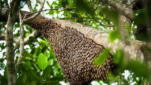 Chim mẹ sử dụng mưu kế thâm độc - Chim non hung tàn hơn cả loài tu hú