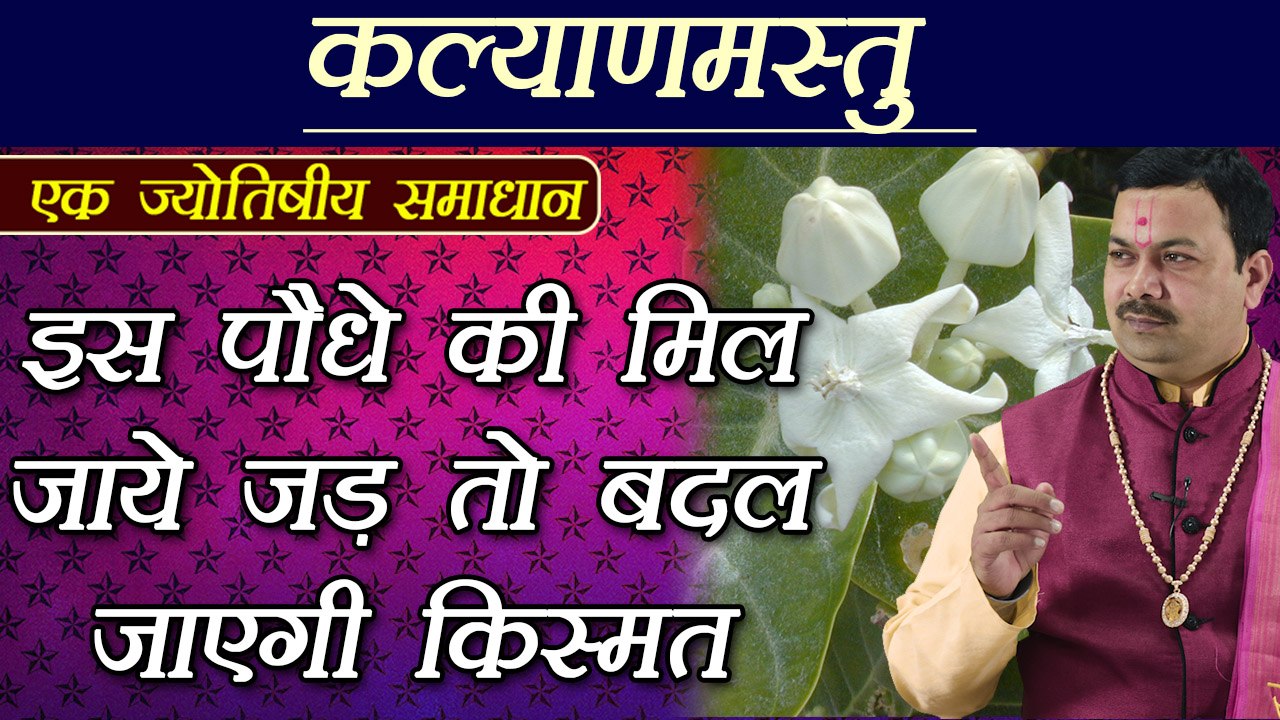 इस पौधे की जड़ कर देगी मालामाल | Astrological Be...