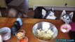 Huskies Love EASTER EGGS? Kong Stuffn Time | Snacks with the Snow Dogs 25