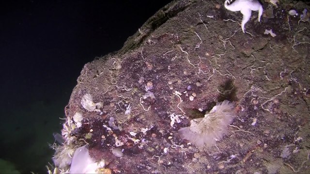 Javier Bardem se sumerge en sumbarino en el Océano Antártico