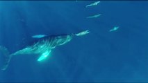 Spielende Riesen: Buckelwale von Delphinen begleitet
