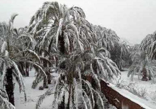 Rare Snowfall Whitens Palms in Morocco's 'Gateway to the Desert'