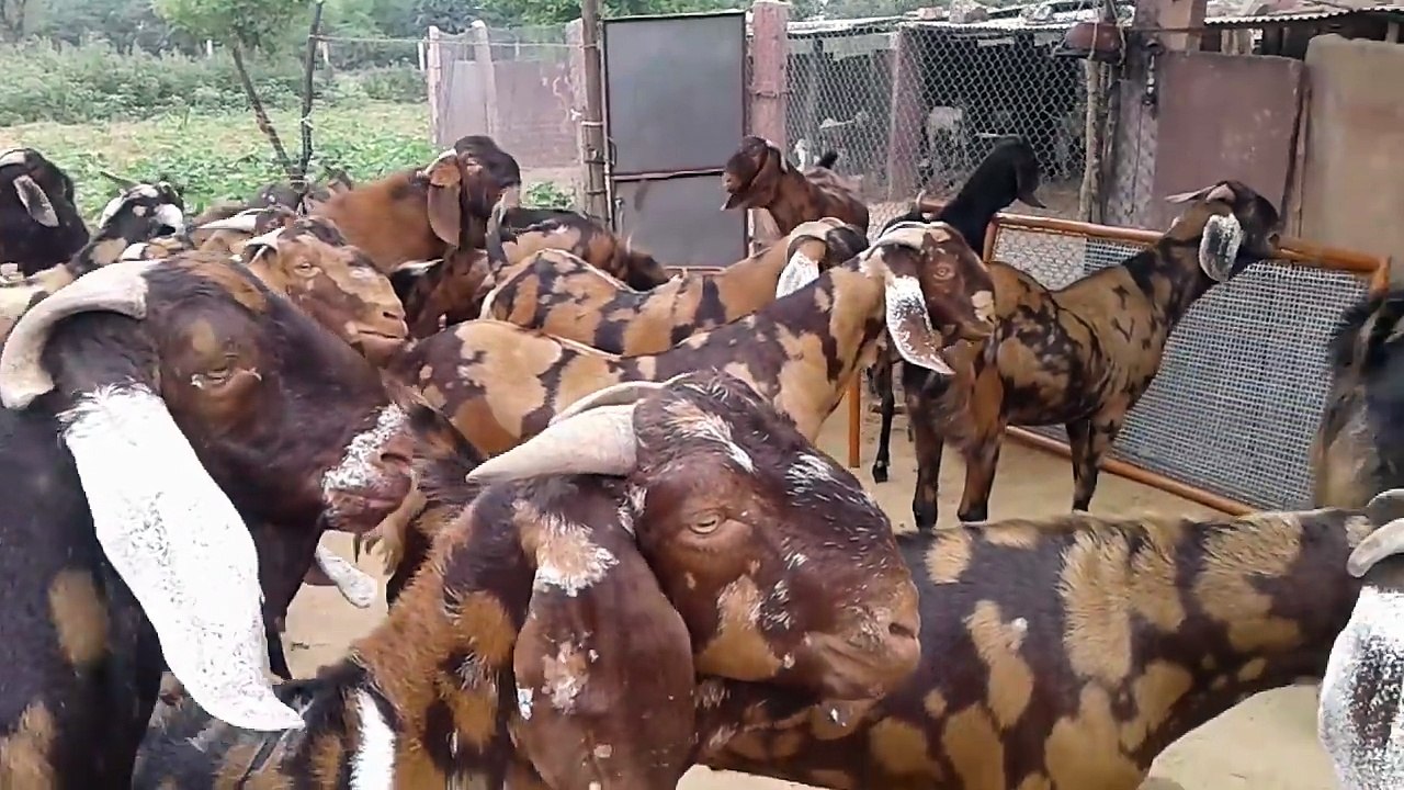 begest goats