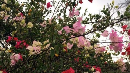 Mi Gallo Colorado - Los Plebes De San Luis