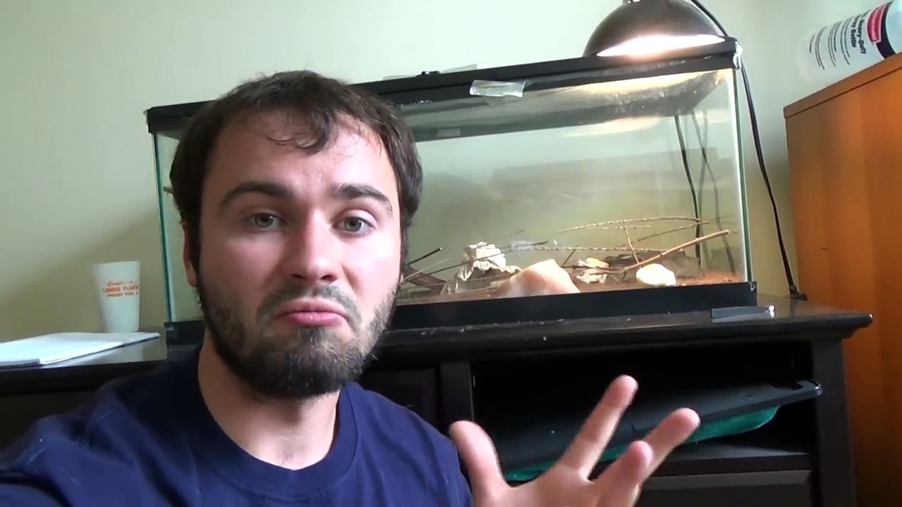 Praying Mantis - Week 3 - Getting Huge! Catching Bugs