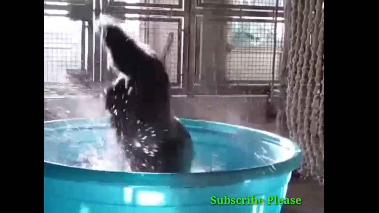 Animal funny dance in bollywood song
