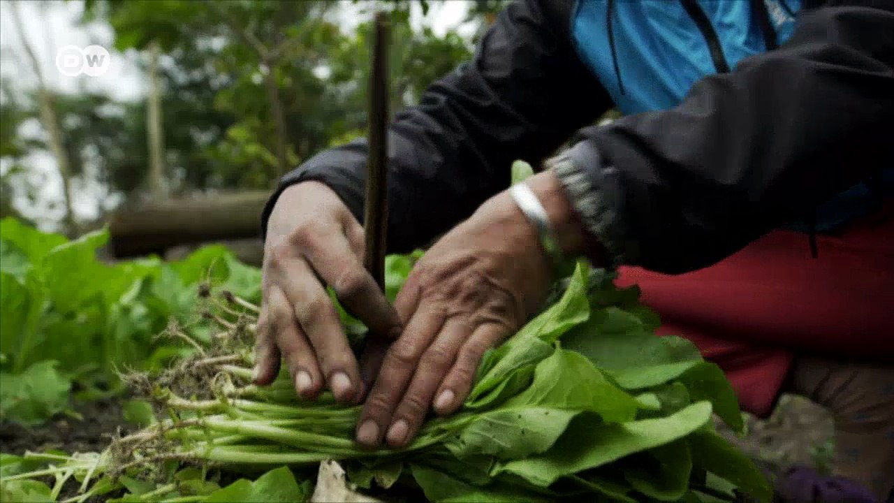 Global Ideas: Vietnam - Wetterextreme | DW Deutsch
