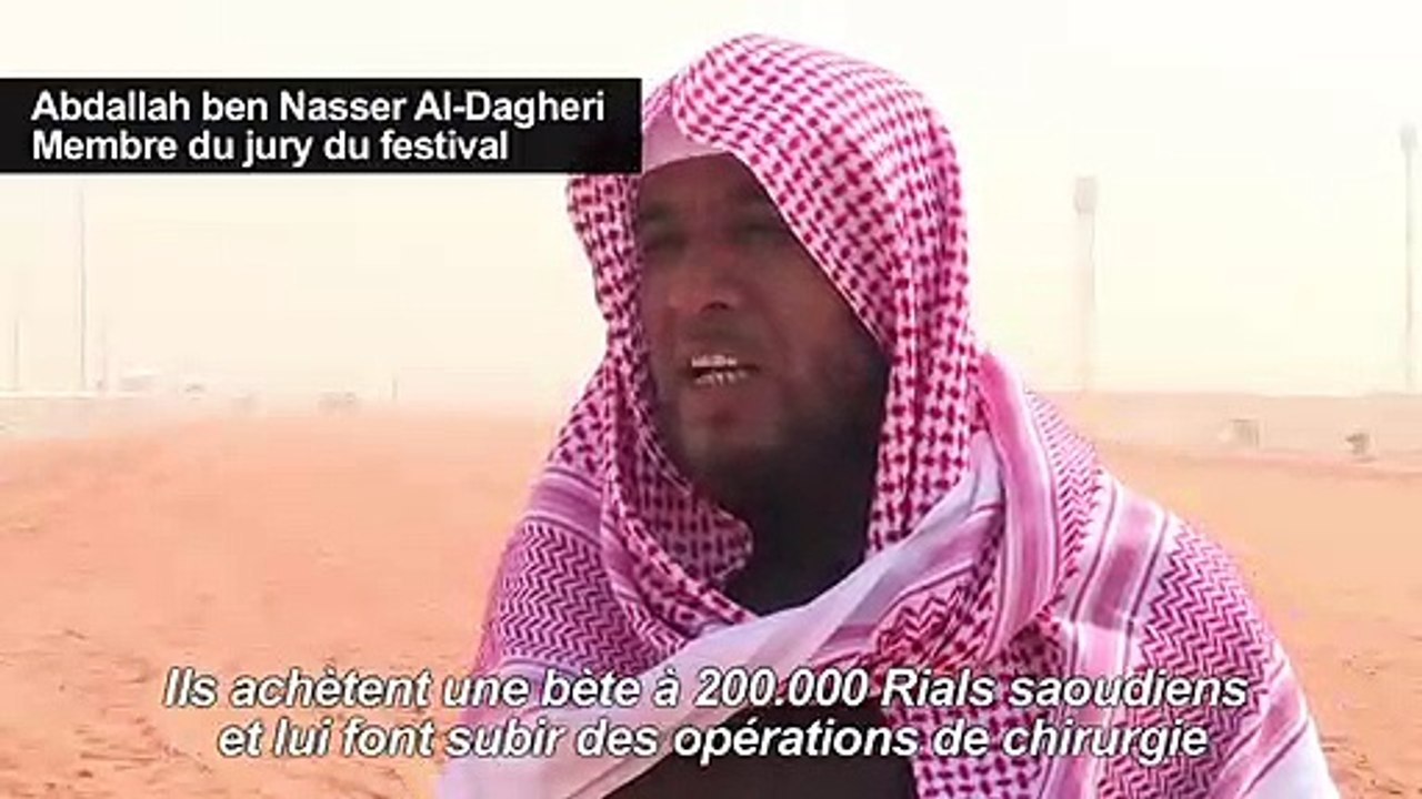 Dans un concours saoudien de chameaux, la beauté sans botox