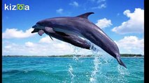 Dolphin Cruise Tour Goa India