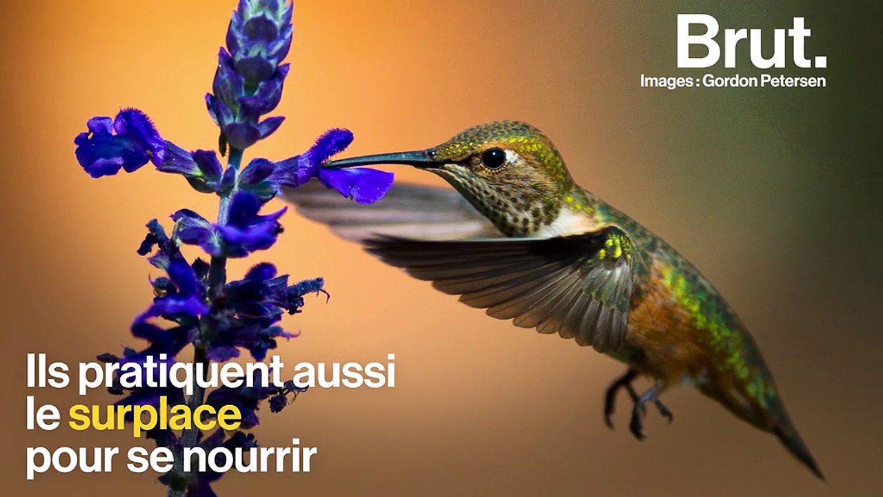 Le colibri, un drôle d'oiseau capable de voler en arrière