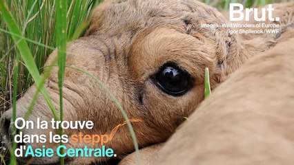 Le saïga, une espèce d’antilope méconnue au bord de l’extinction