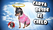 CARTA DE UNA PERRITA DESDE EL CIELO | OSCAR JACK FT EL PARAISO DE LAS MANUALIDADES