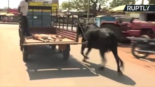 Worried Mama Cow Runs Behind Truck Carrying Her Baby Calf to Hospital