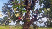 Wow Brave Children Catch Big Snake In The Tree Hole At Rice Field
