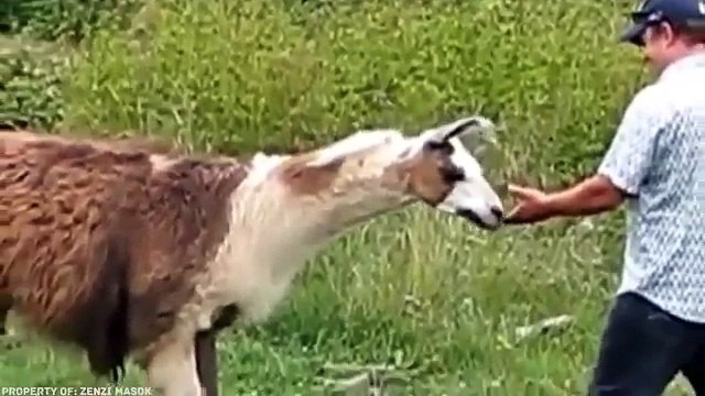 10 ANIMAIS FURIOSOS GRAVADOS EM VÍDEO