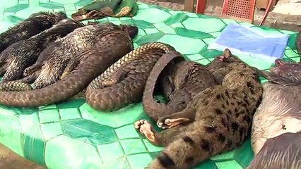Le Pangolin menacé par le trafic et le réchauffement climatique