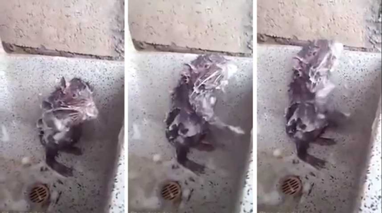 La vidéo du "rat qui se douche" ne montre pas du tout un "rat qui se douche"