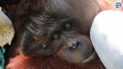 Animal rescue group race to save orangutan shot in the face in Indonesia