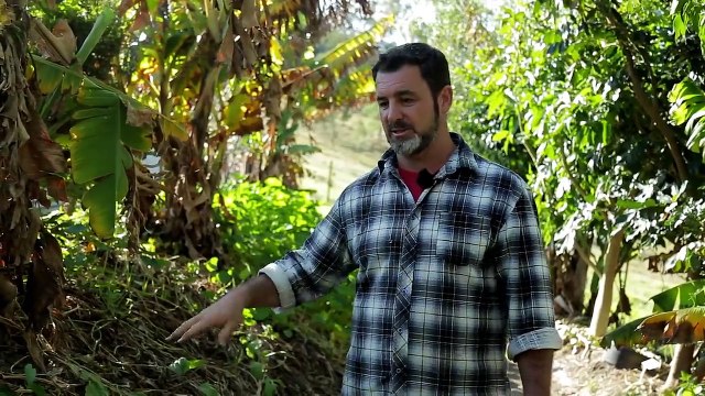 Beautiful 1-Acre Small Scale Permaculture Farm - Limestone Permaculture Farm