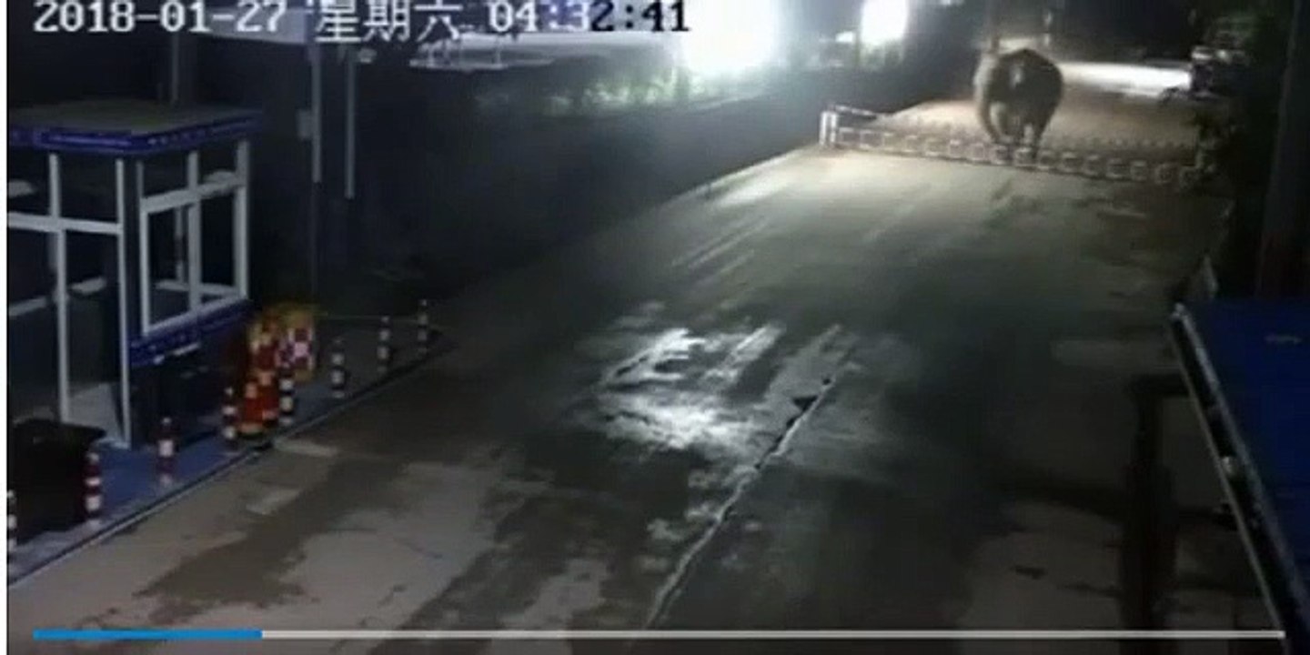 Un éléphant force un poste frontière entre la Chine et le Laos