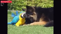 Unbelievable Unlikely Animal Friendships Compilation 2016 | RESPECT