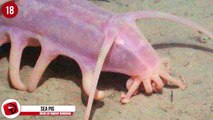 21 Worlds Weirdest Animals