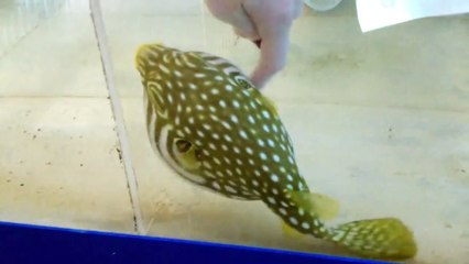 Ce poisson-globe adore qu'on lui grattouille le ventre