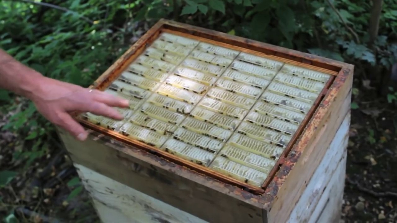 Cet apiculteur a inventé une ruche révolutionnaire qui facilite l'extraction du miel