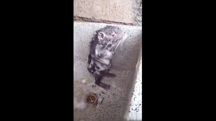 On a retrouvé le vrai RATATOUILLE faisant sa toilette !