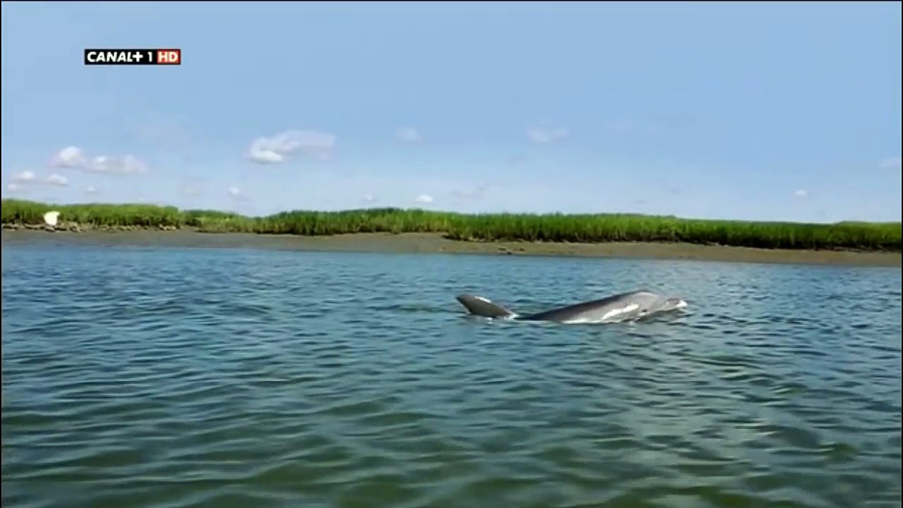 Delfines pescando en grupo