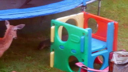 Playful Otter and Deer