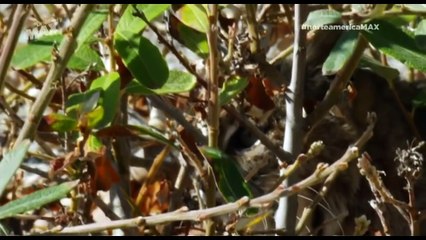 Lince cazando Gaviotas