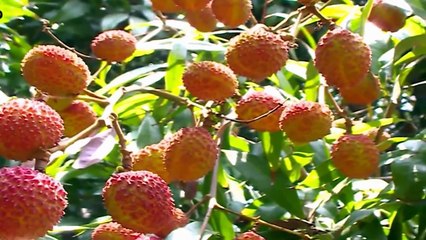Exotic Tropical Fruit- Lychee/ Litchi