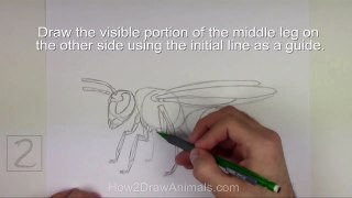 How to Draw a Wasp