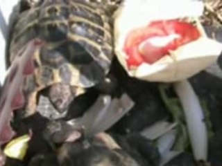 mon chien boubou et ces Jouets