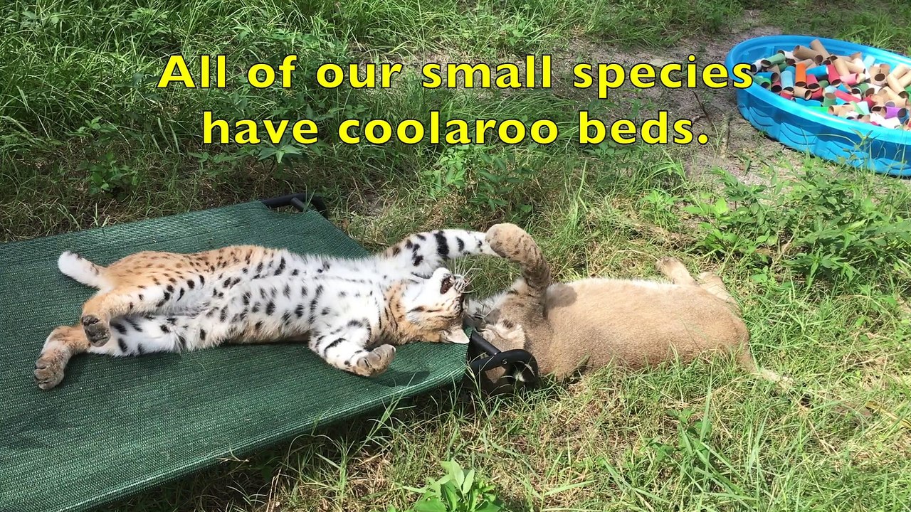 Tiger VS Bed