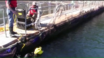 Washington State Fines Seafood Company $332K for Salmon Escape