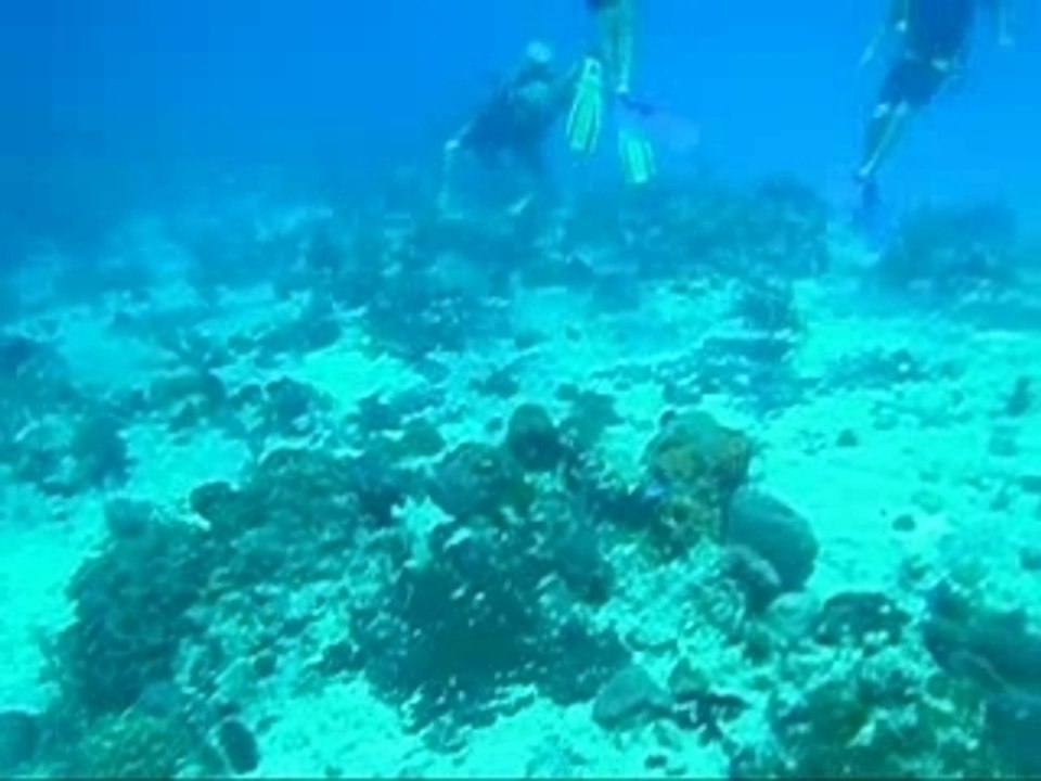 Dive Cozumel
