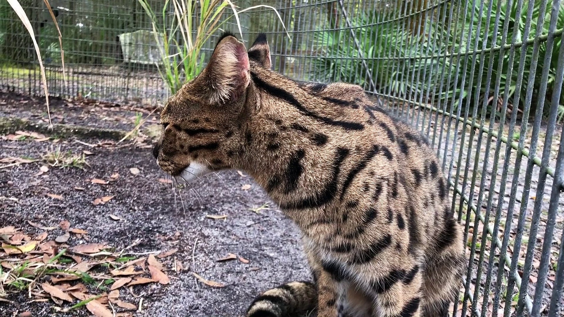 Petting Our Hybrid Cats