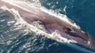 Stunning Drone Footage Shows Fin Whales Swimming Off Newport Beach, California