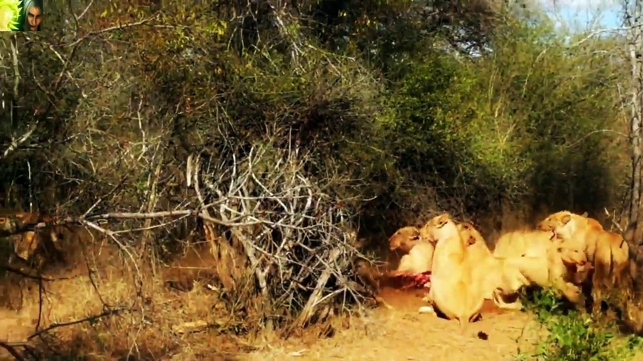 Thế Giới Động Vật Hoang Dã-Cuộc Chiến Của Sử Tử Tranh Bạn Tình.