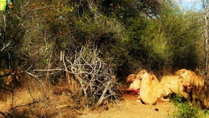 Thế Giới Động Vật Hoang Dã-Cuộc Chiến Của Sử Tử Tranh Bạn Tình.