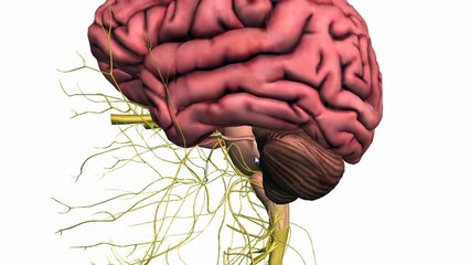 Basic Parts of the Brain - Part 1 - 3D Anatomy Tutorial