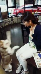 Jessica Veranda lagi Bermain Bersama Dog