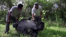 Giant baby tortoises hatch on the Galapagos Islands