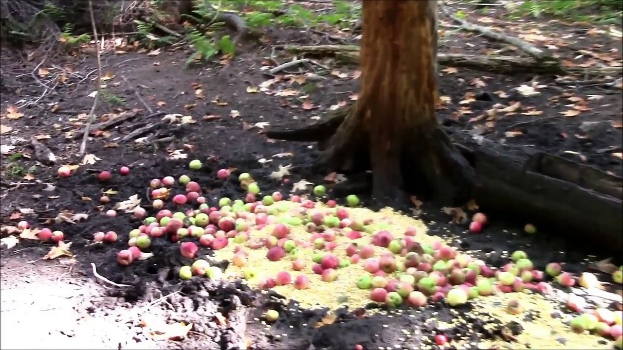 Vocation Nature - Chasse au Chevreuil
