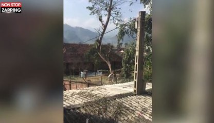 En coupant un arbre, un homme détruit le toit d'une maison (vidéo)