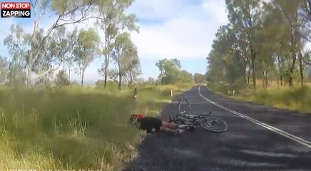 Australie : Un kangourou percute violemment une cycliste (vidéo)