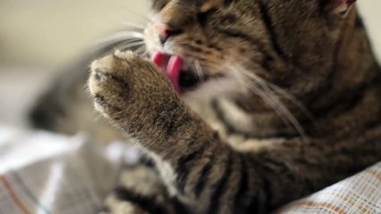 ASMR Cat - Grooming #35