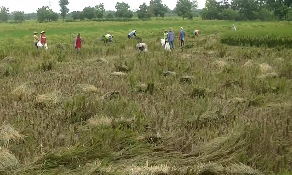 Petani Kediri Keluhkan Turunnya Harga Gabah